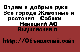 Отдам в добрые руки  - Все города Животные и растения » Собаки   . Ненецкий АО,Выучейский п.